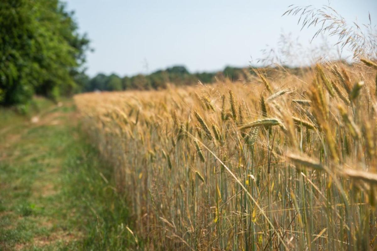 Campo di grano - https://www.pexels.com/it-it/@yuliya-duzhaya-284429113/