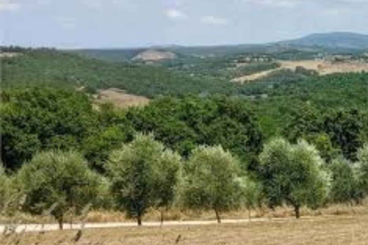 olivo