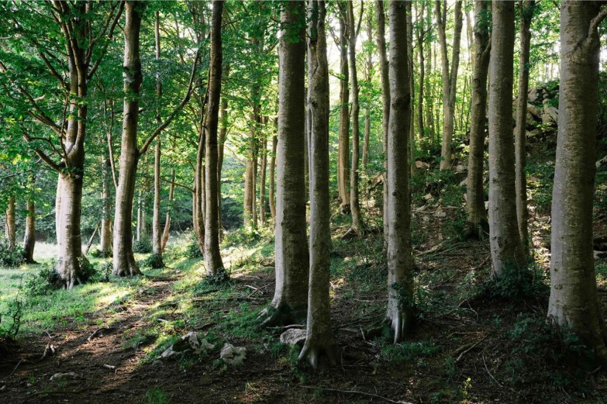 Foresta - Foto di Angelo Capitanio: https://www.pexels.com/it-it/foto/scena-serena-della-foresta-a-campitello-matese-italia-33142604/