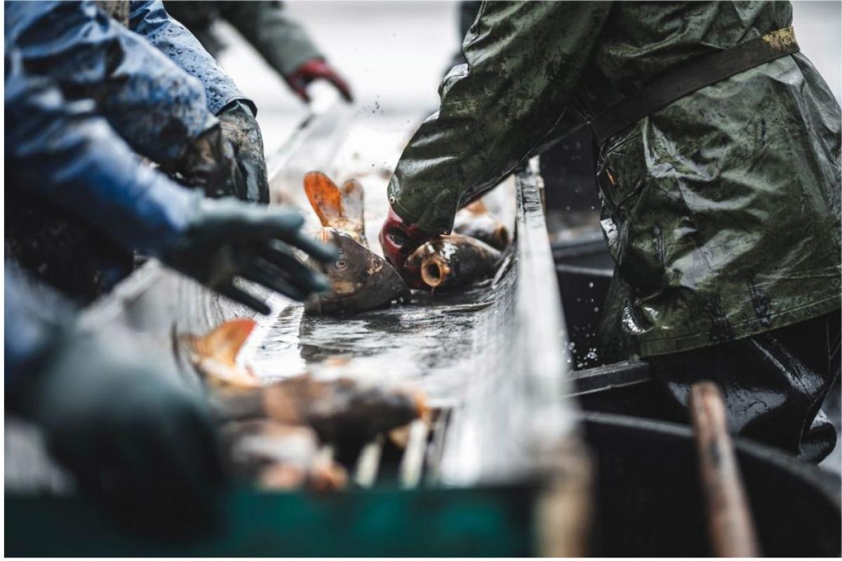 Industria ittica  - Foto di Jozef Fehér: https://www.pexels.com/it-it/foto/pesca-mani-acqua-settore-10852695/