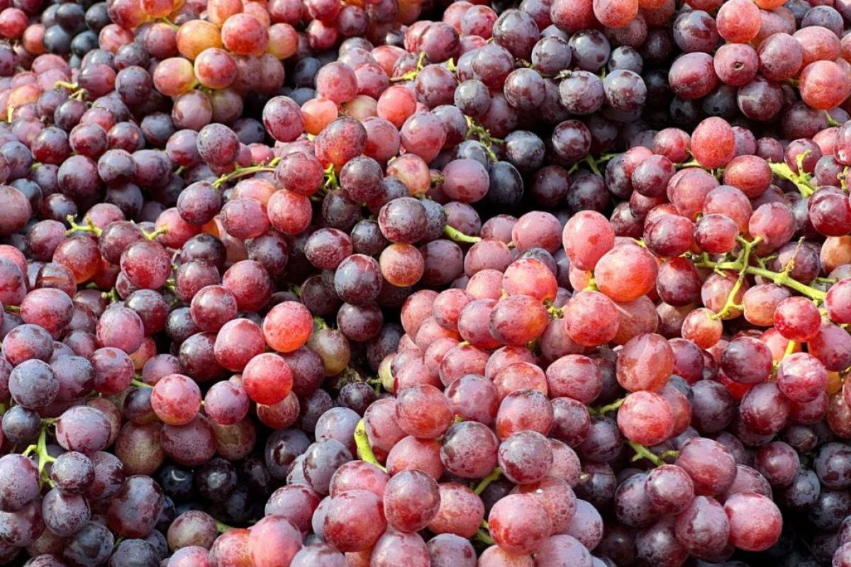 Uva - Foto di aksinfo7 universe: https://www.pexels.com/it-it/foto/uva-rossa-fresca-in-abbondanza-al-mercato-30396718/