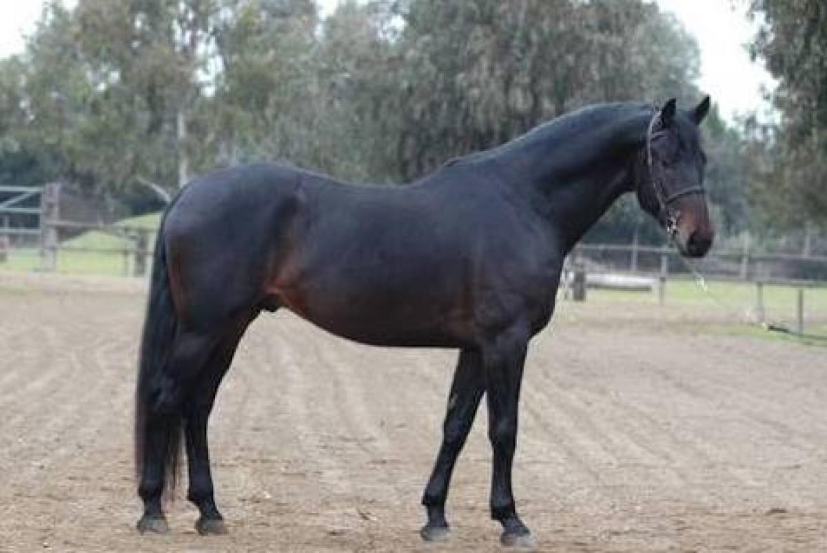cavallo